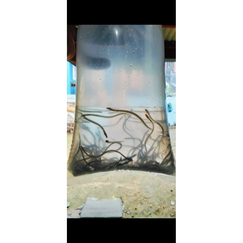 benih anakan sidat fase glass eel 50 e