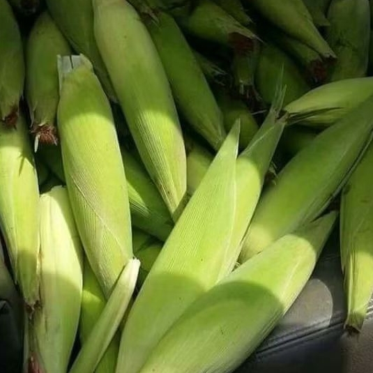 

INSTAN KOTA JAMBI Jagung Manis