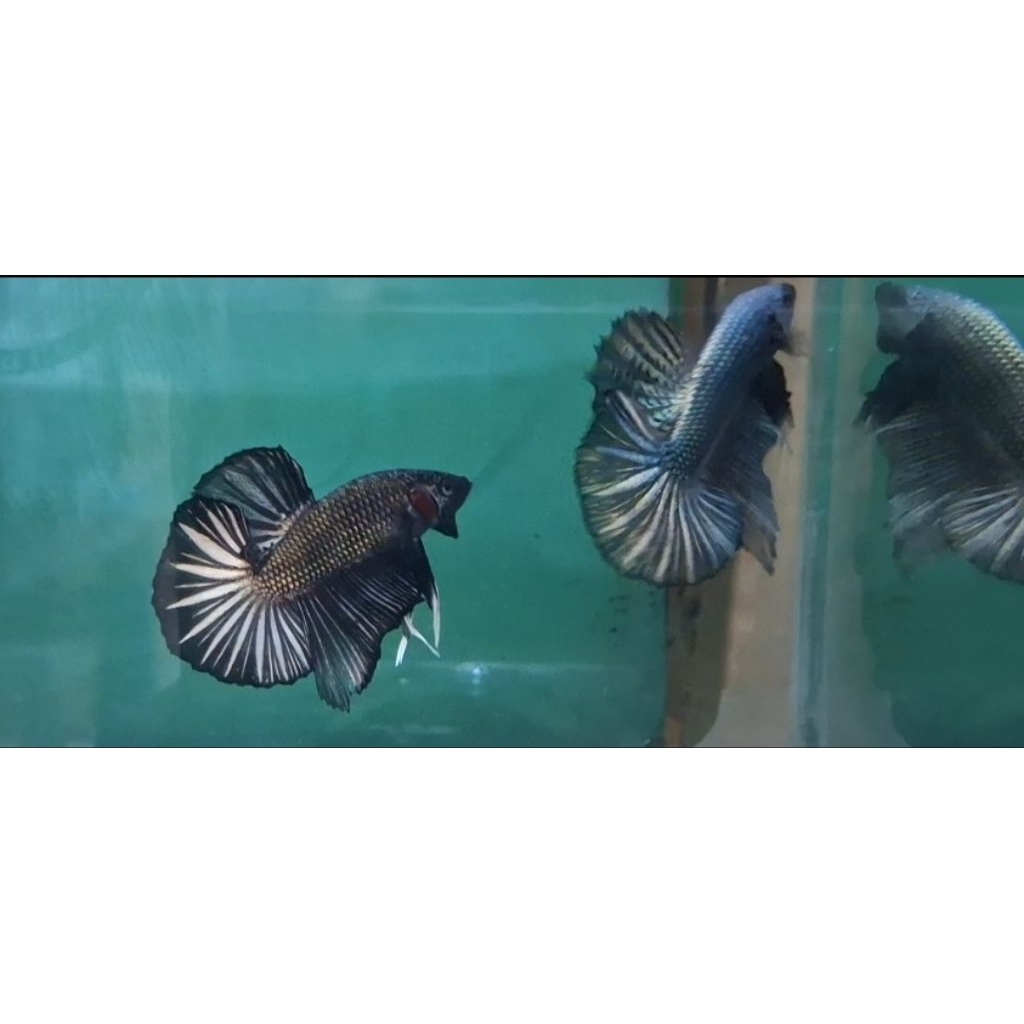 baby giant hmpk cooper