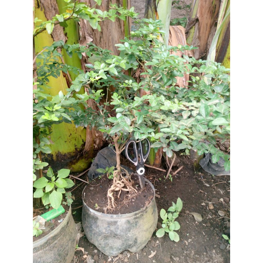 bahan bonsai kingkit