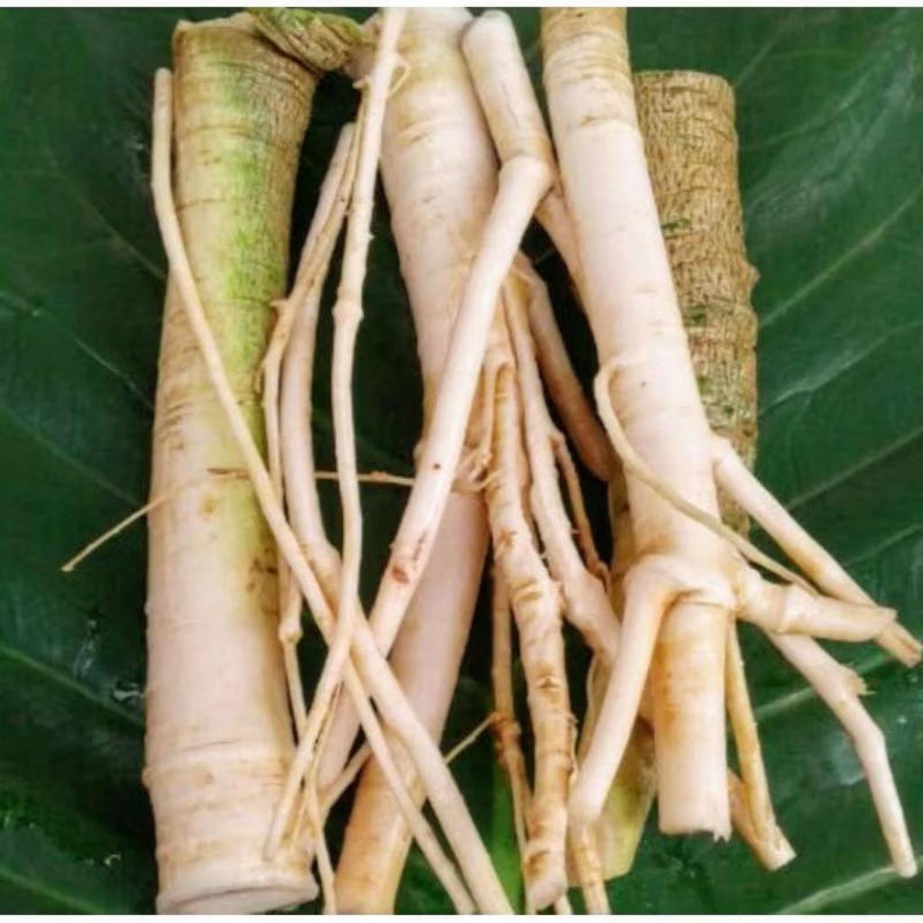 

akar gandul akar pepaya 500 gram