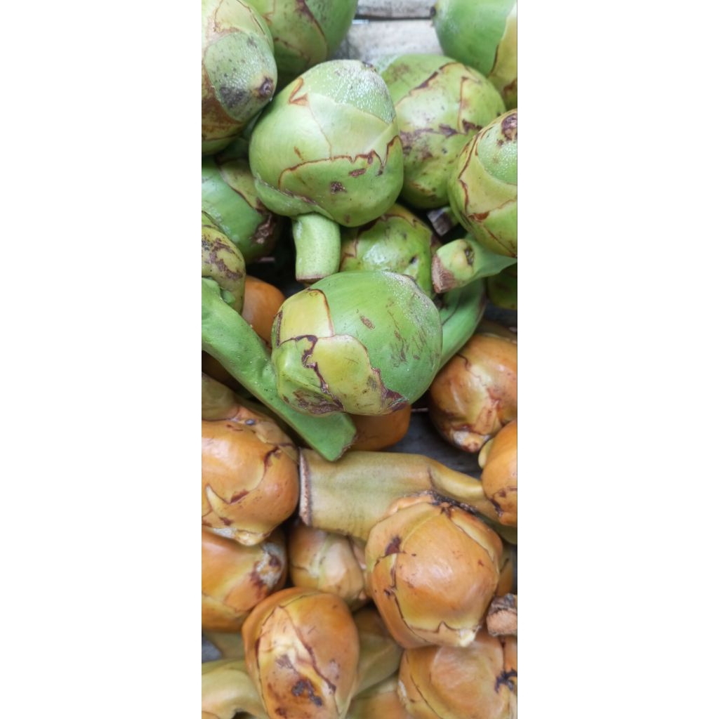 

buruluk beruluk buah kelapa baby 20 pcs