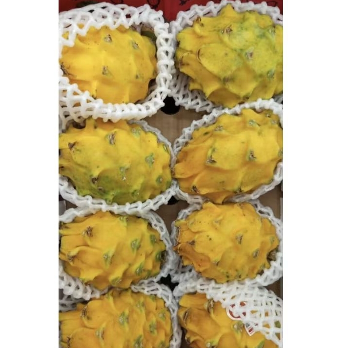 

Buah naga kuning import Ekuador super premium import -+2,5 kg