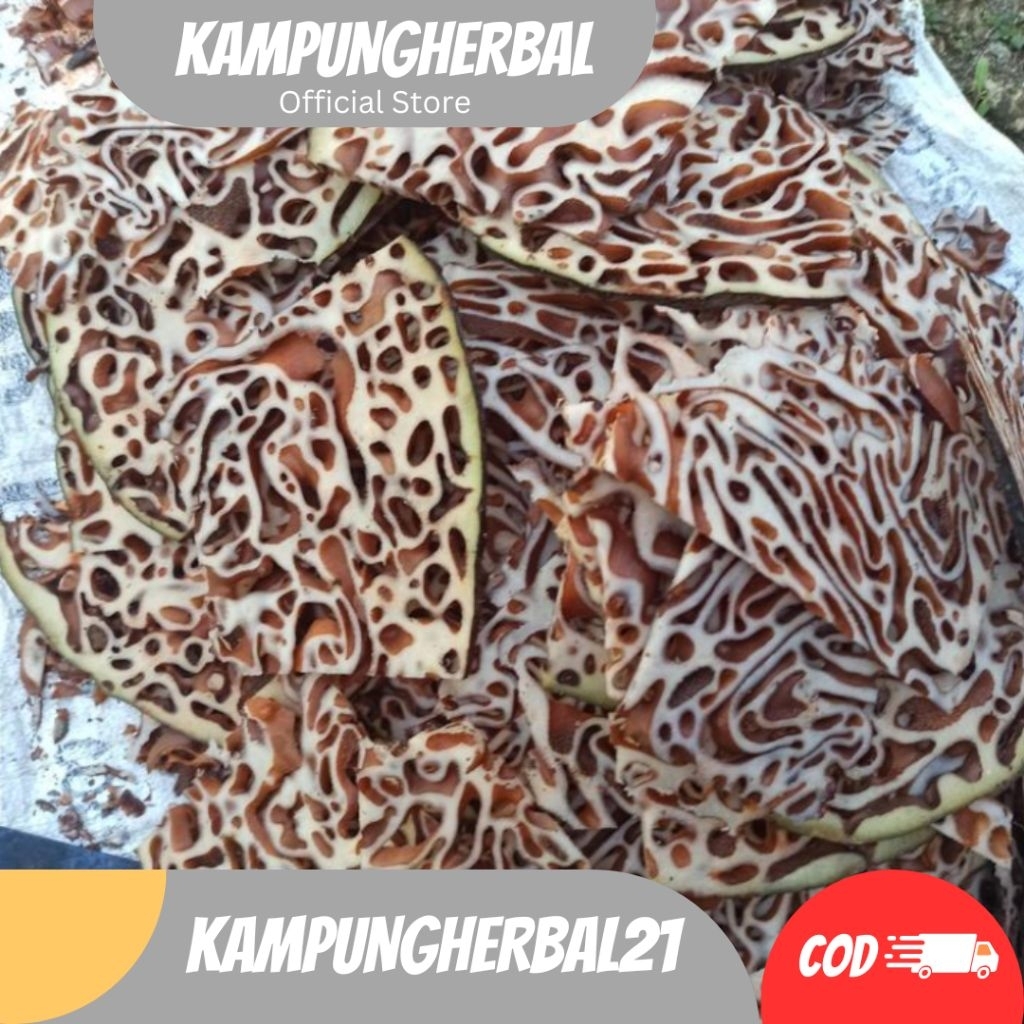 

SARANG SEMUT PAPUA ASLI KERING GRADE A+ 250GRAM