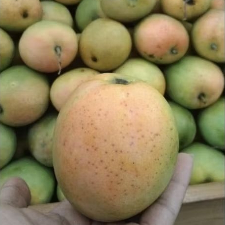 

mangga gedong gincu manis fresh 1 kg