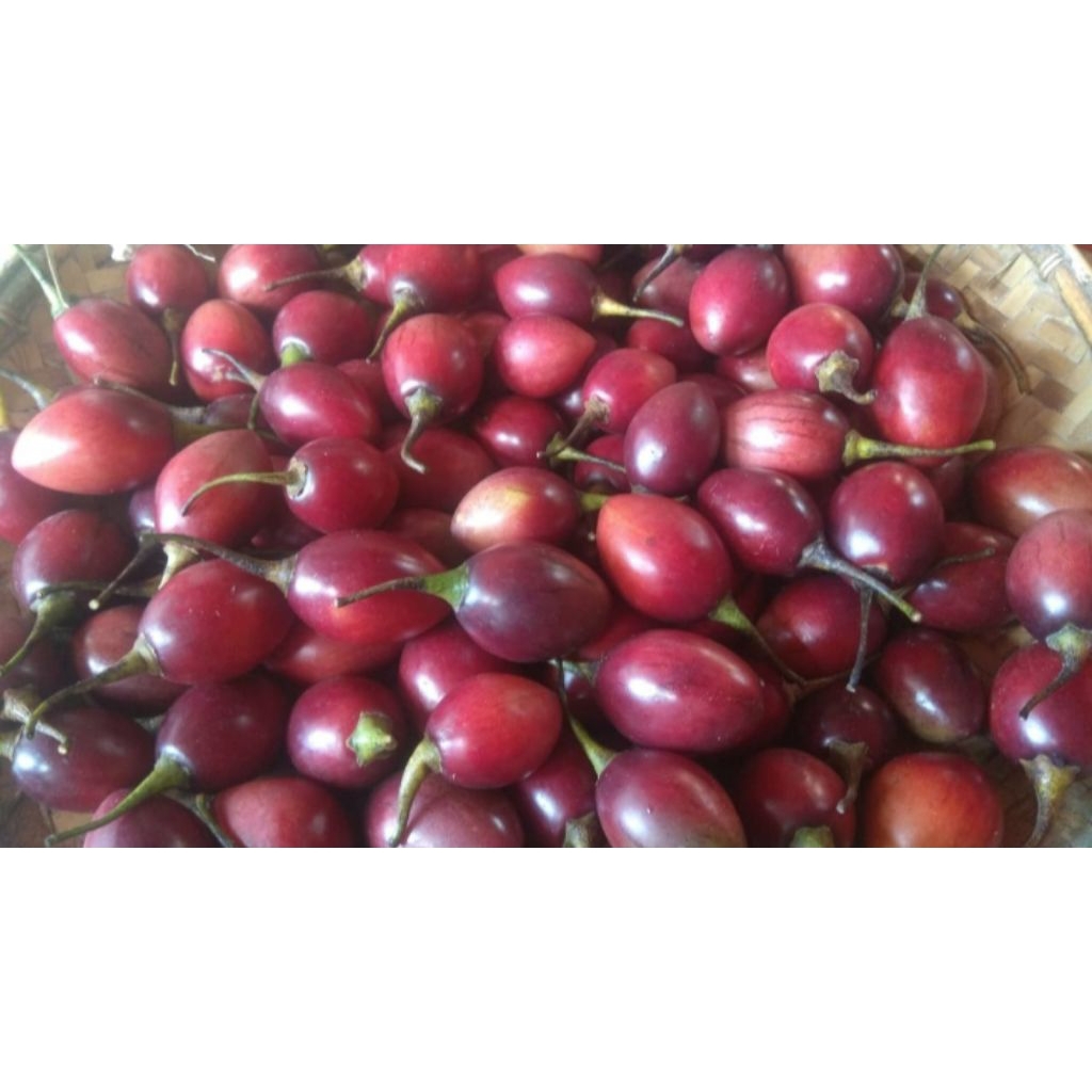 

Tamarillo / Terong Belanda