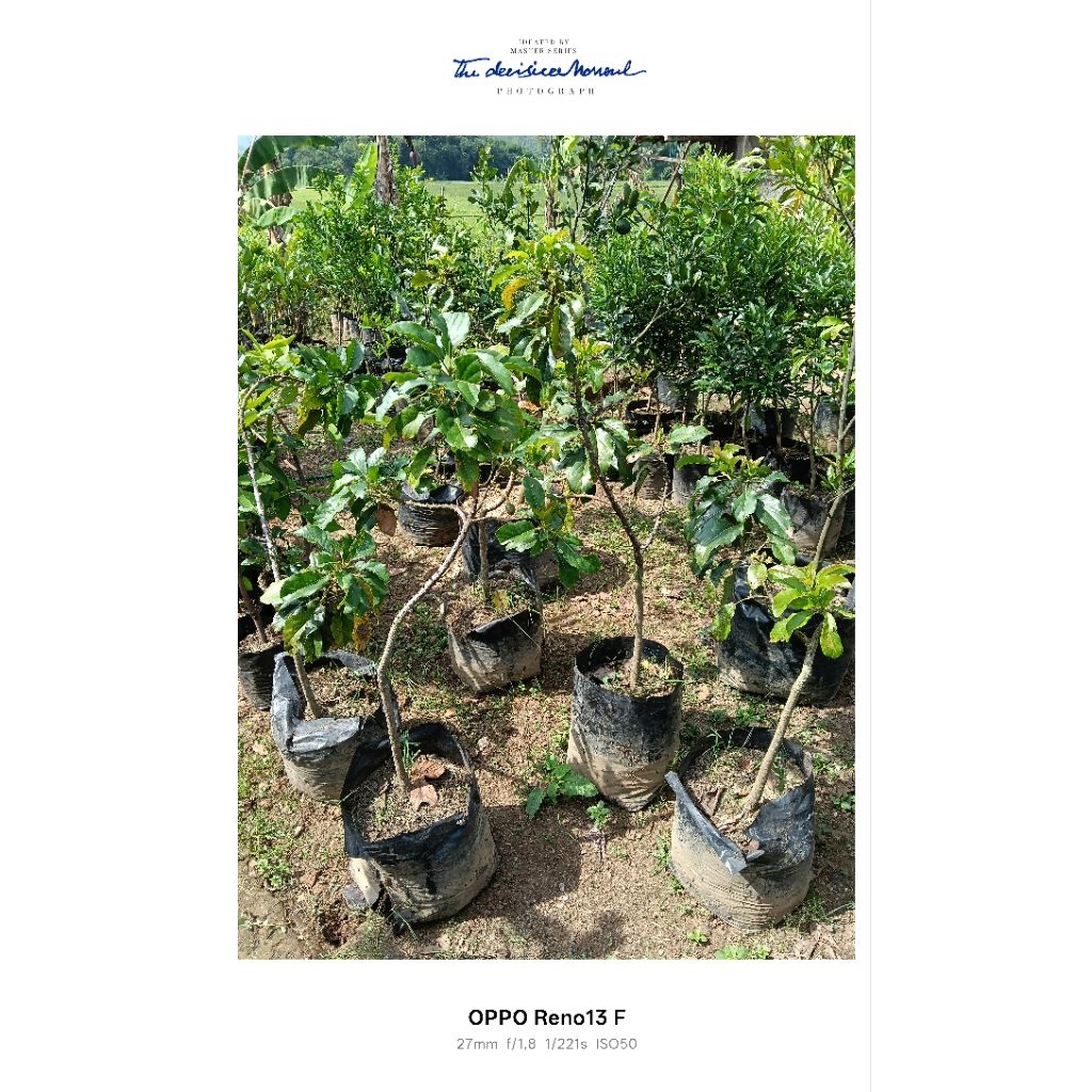 Bibit alpukat aligator berbunga