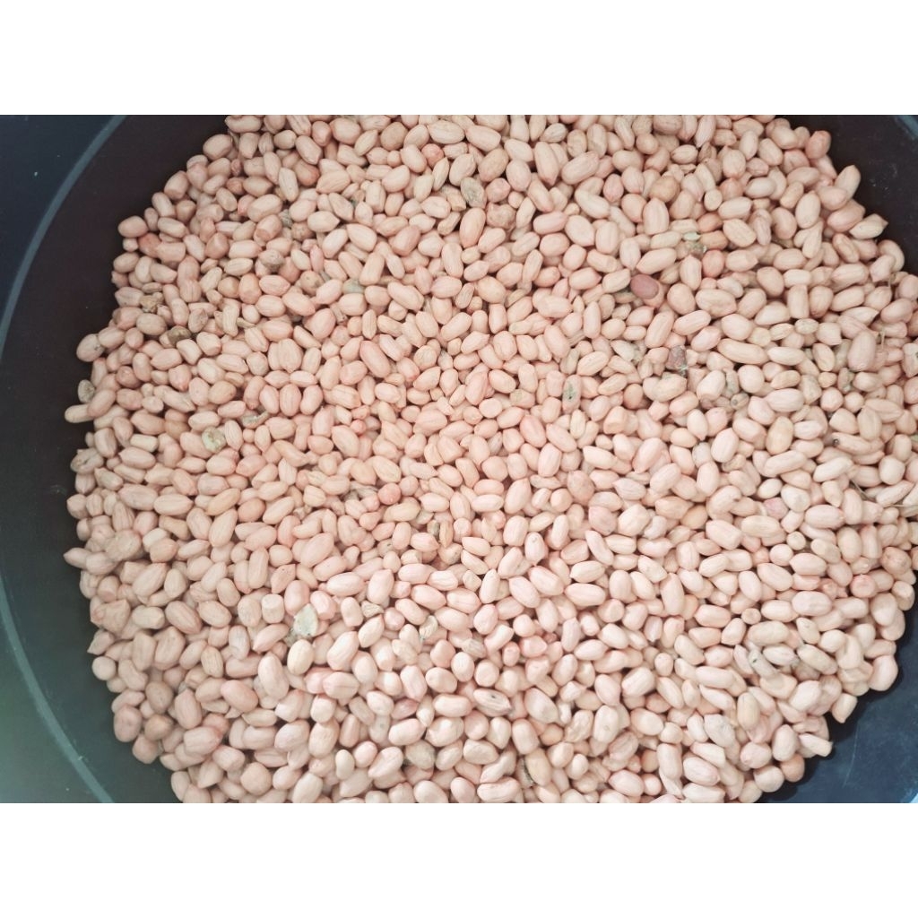 

Kacang Tanah Mentah 1 kg