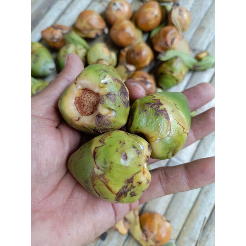 

beluluk kelapa atau pentil buah kelapa segar obat tradisional 100.gram