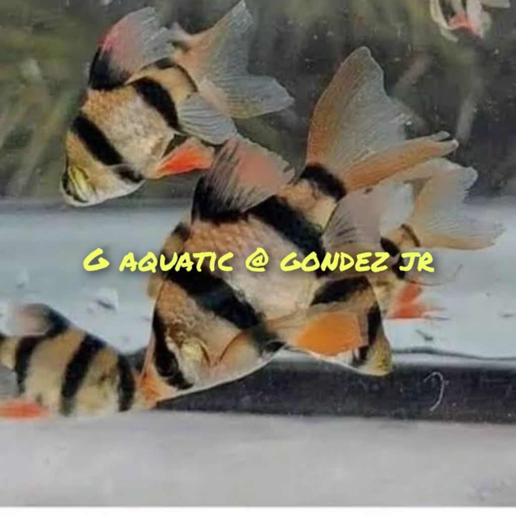 ikan sumatra Tiger slayer XL