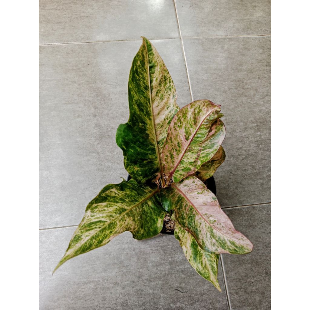 Anthurium hookeri white pink