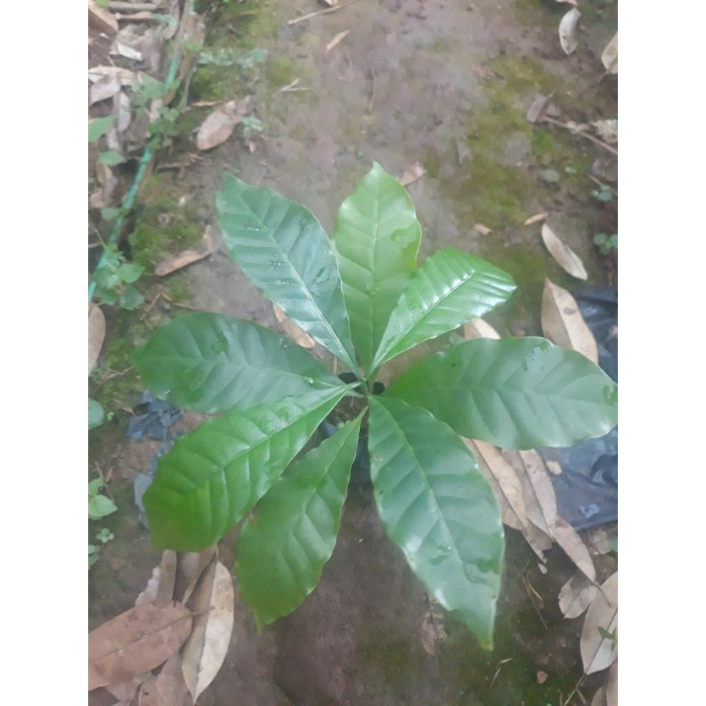 bibit kopi arabika unggul