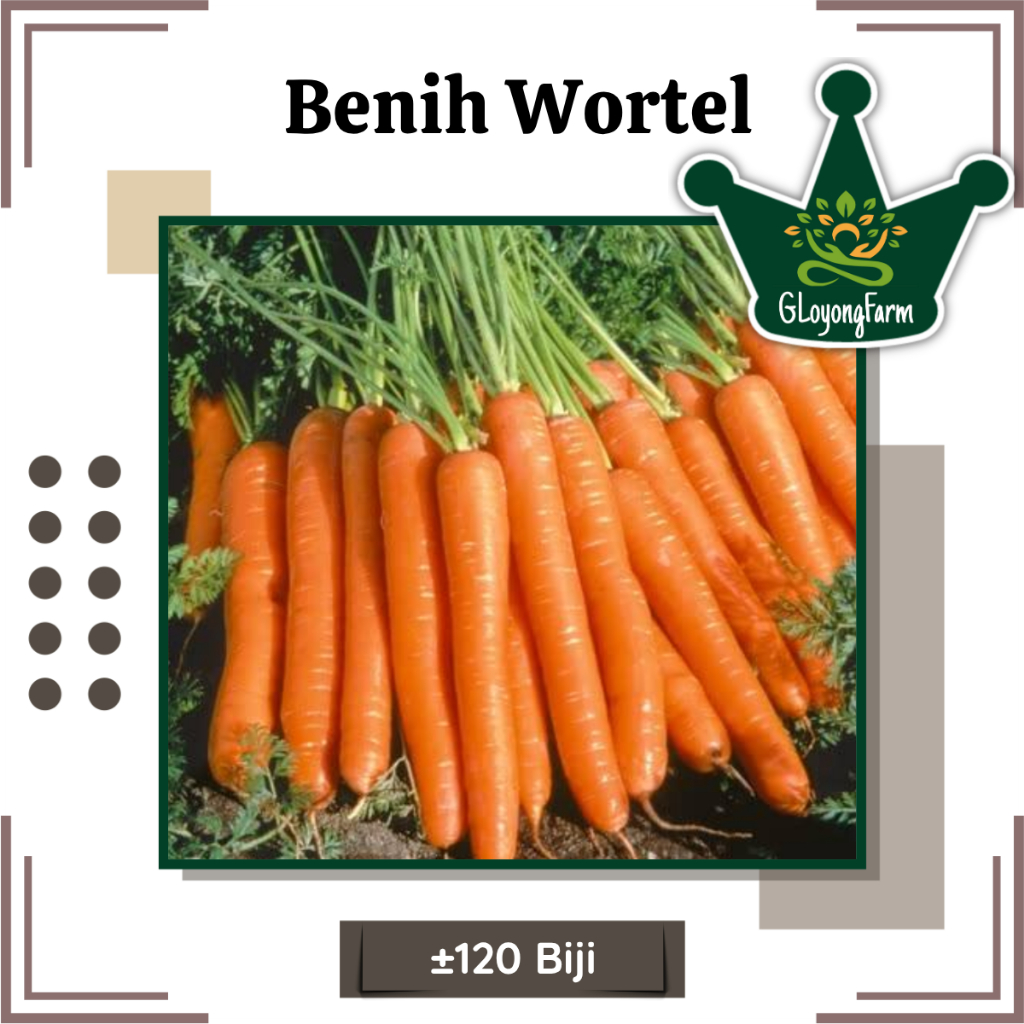 Benih Wortel Merah - Benih Sayur