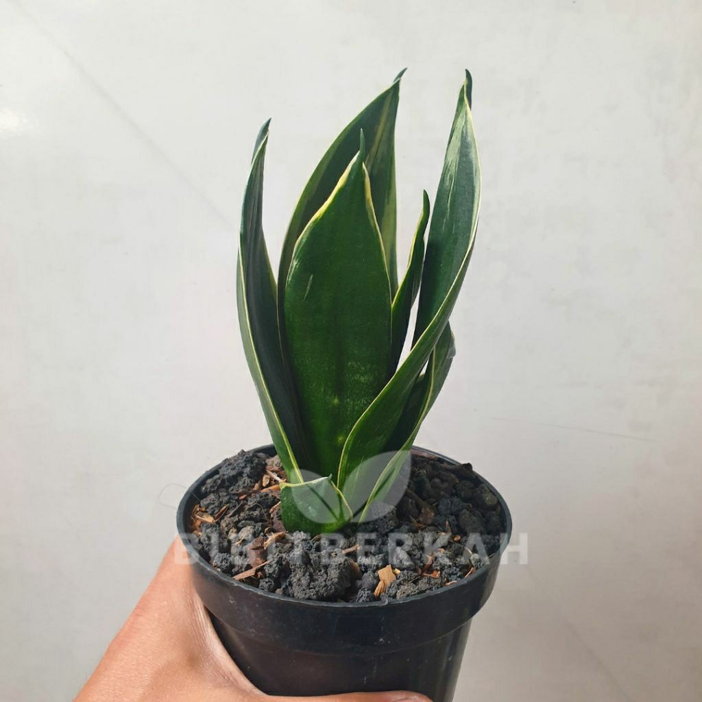 Sansevieria Pagoda List Putih / Mini Pagoda Putih / Tower - Tanaman Hias Sansivera Lidah Mertua