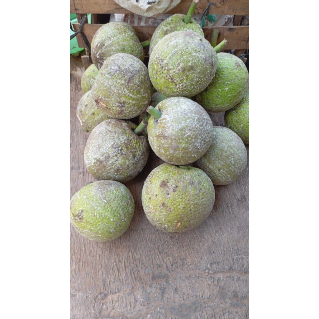 

BUAH SUKUN tua baru petik