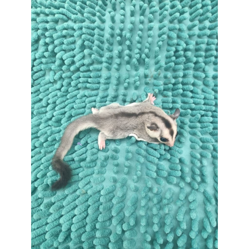 Sugar glider grey jantan dh albino x platinum indukan albino