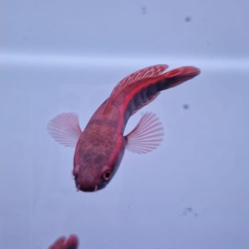 Red Lempuyang / Red Barito / Red Pangkalanbun Original 100%