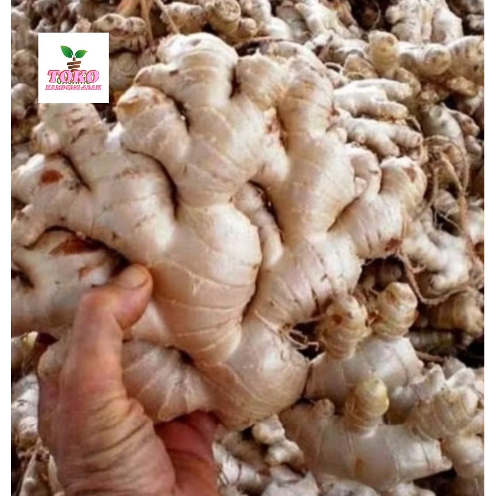 

jahe gajah segar fresh