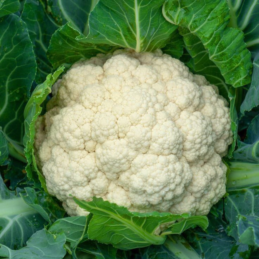 

Sayur Kol - Kembang Kol