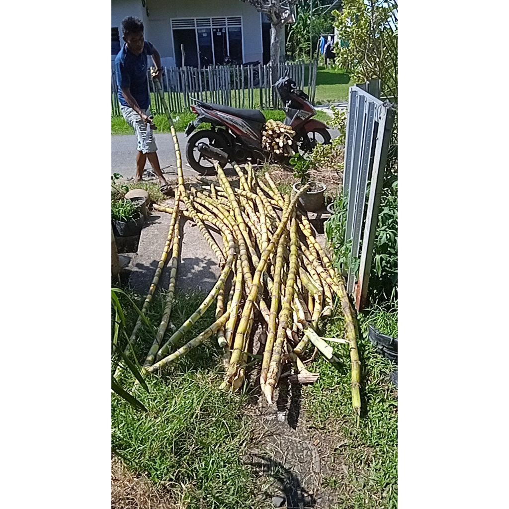 

Tebu Kuning Gading 3 Ruas