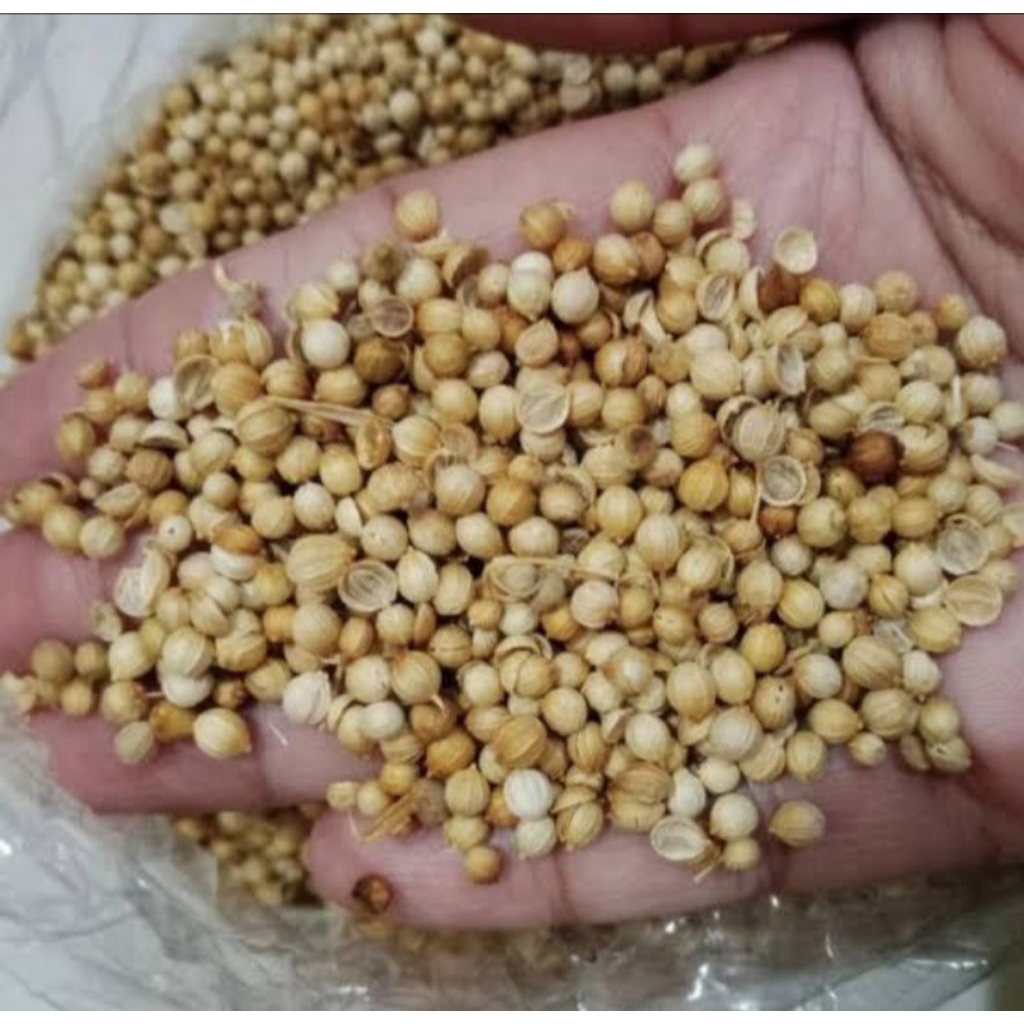 

biji ketumbar bulat bumbu masak serbaguna