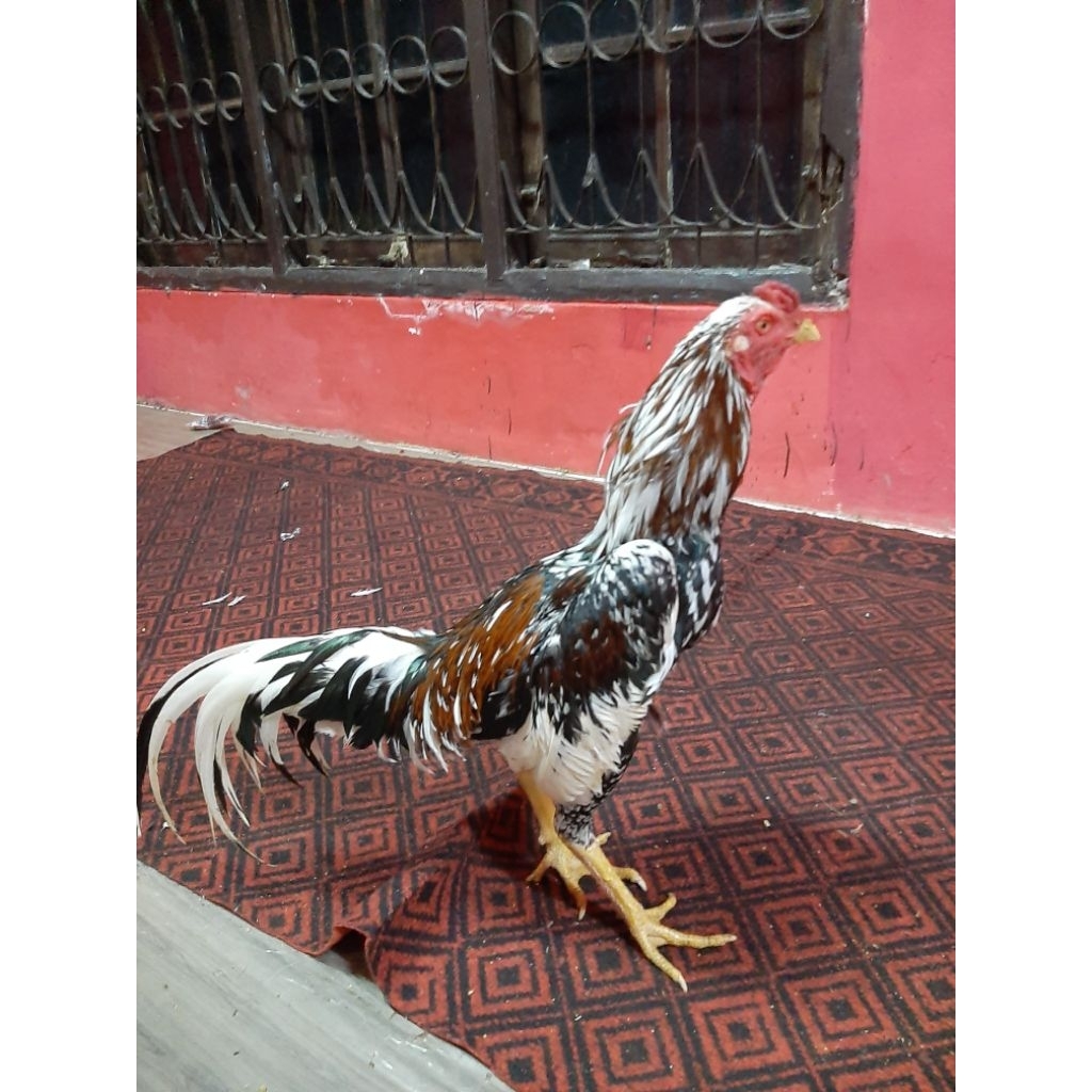 

ayam bk klasik