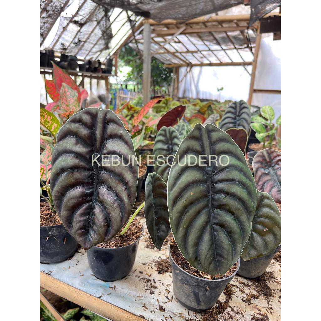 Alocasia Cuprea Remaja - Tanaman Hias Alocasia Cuprea - Keladi Tengkorak