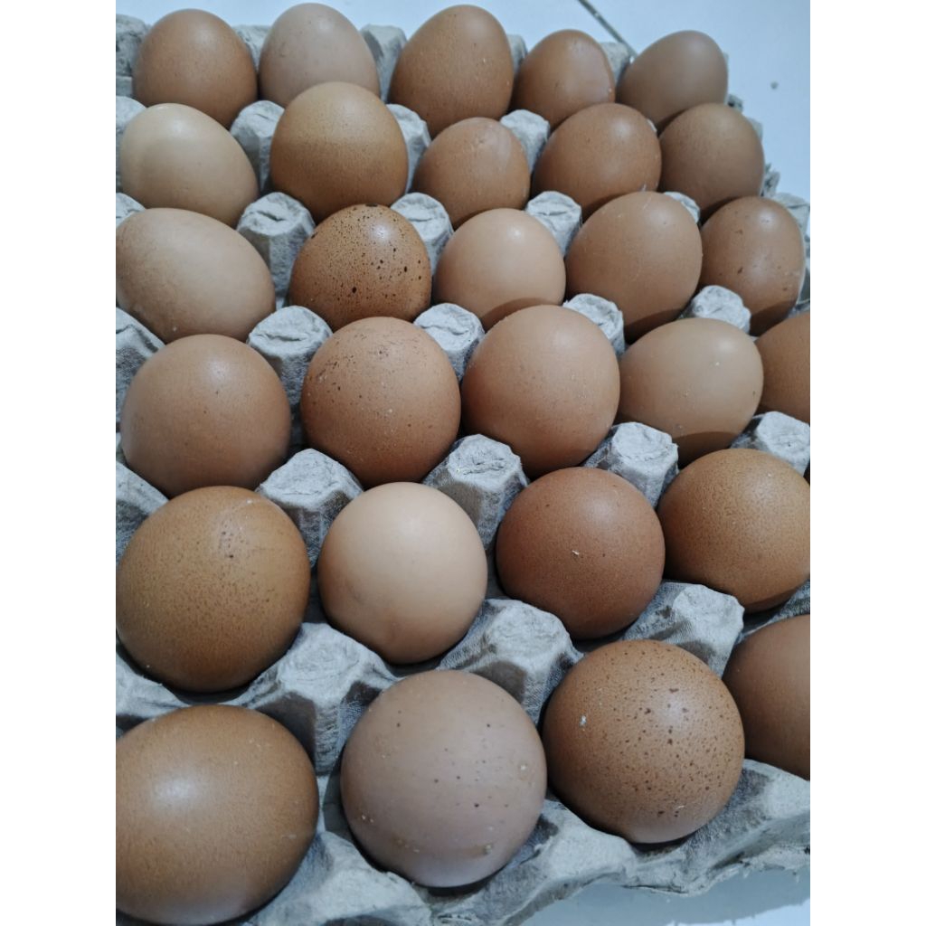 

Telur Ayam 1 Tray 30 Butir