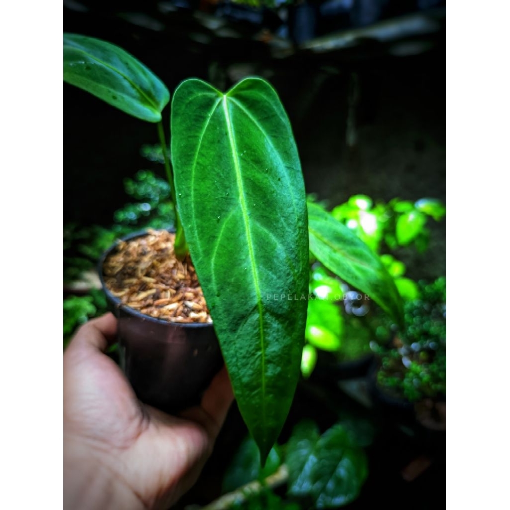 Anthurium Darkmama ORIGINAL Narow Form Warocqueanum Anthurium lidah gajah x Papilillaminum