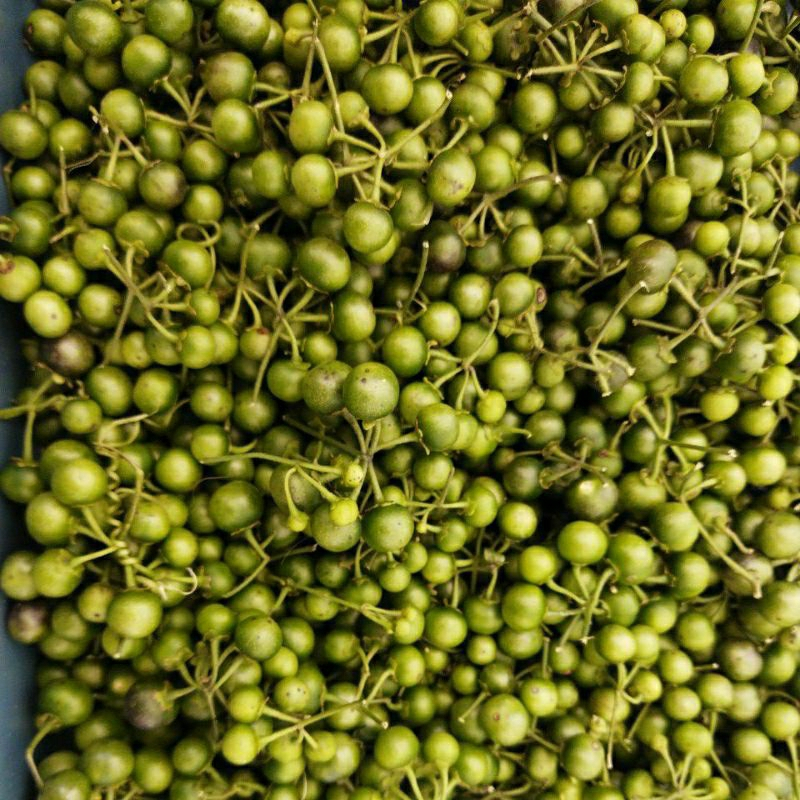 

Leunca Segar Per Murah Kaya Nutrisi Tahan Pengiriman