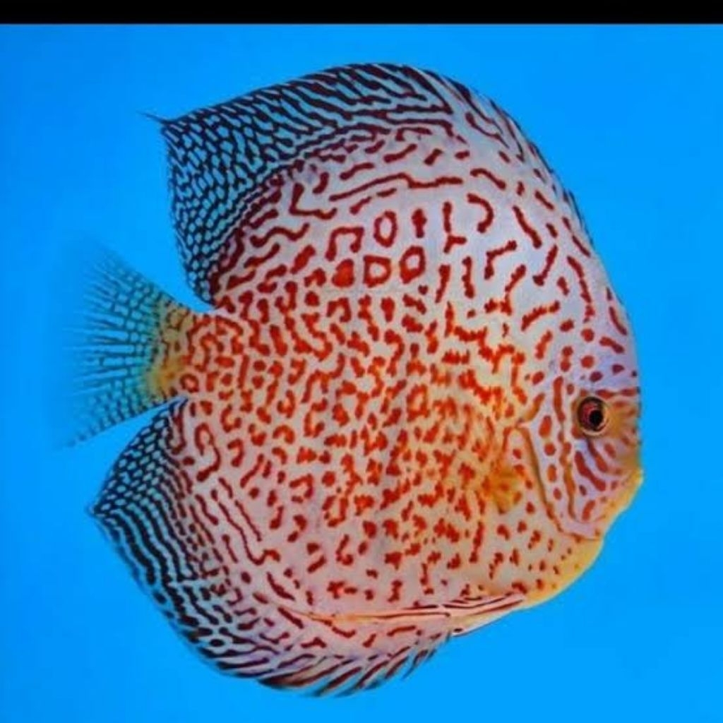 discus leopard ring hiasan aquarium 1cm