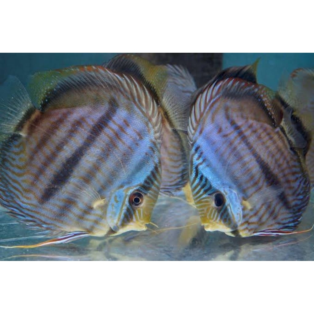 discus blue face heckel hiasan aquarium 1cm