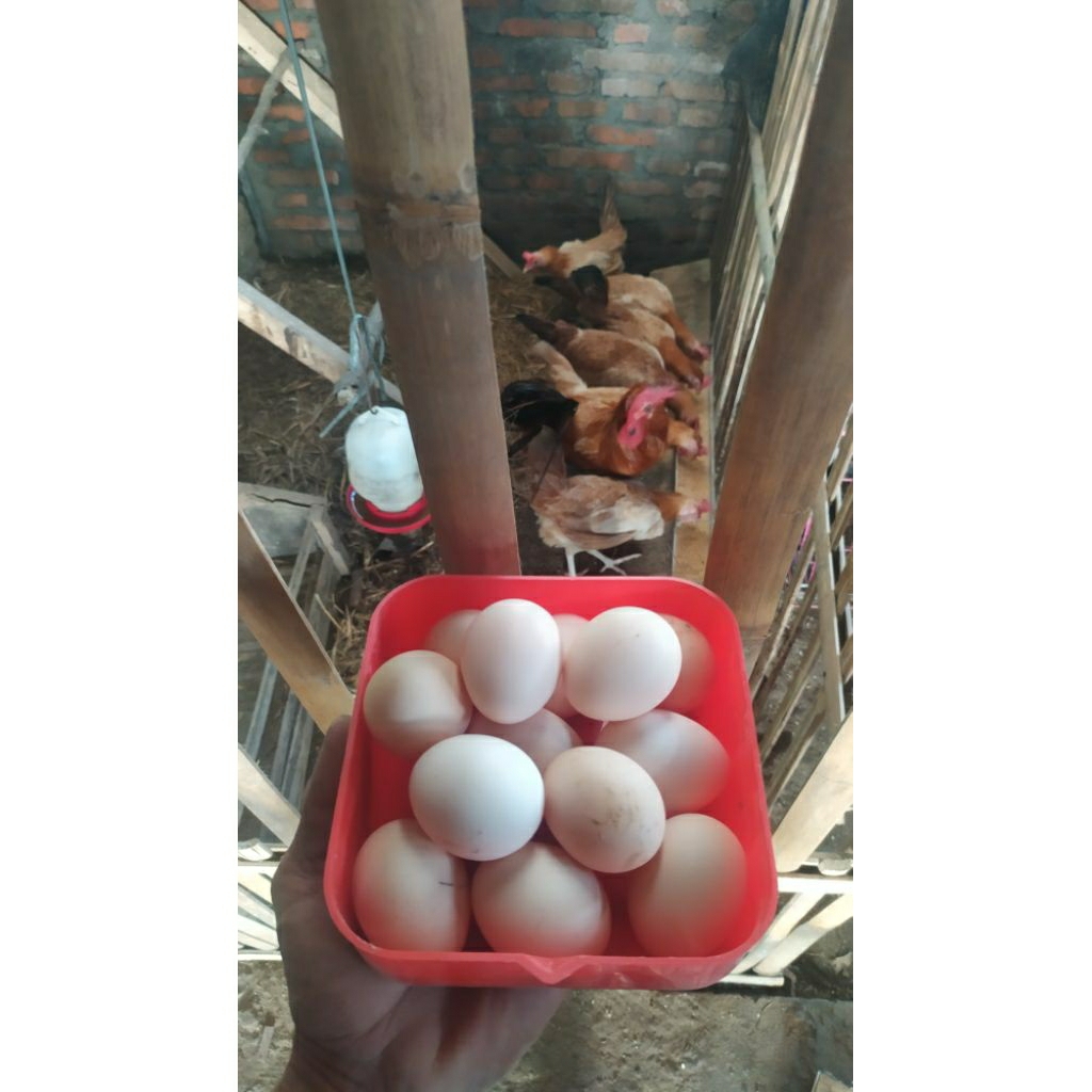 

TELUR TETAS ELBA ORI/TELUR FERTIL ELBA/TELUR TETAS BROWN LEHORN/TELUR TETAS KUB X GODZILLA