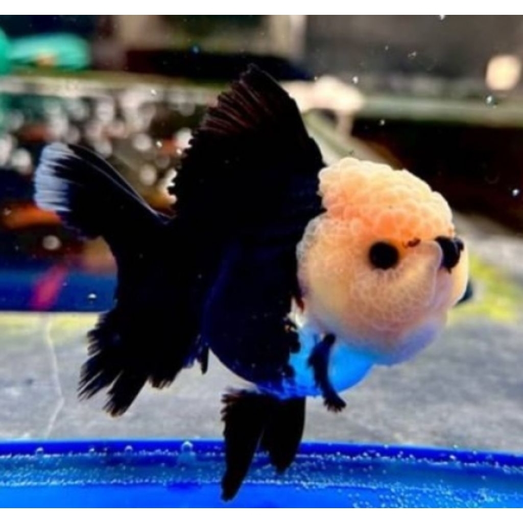 Ikan Hias Mas Koki Oranda Panda, Tanco/3Colour Shortbody Dan Shorttail