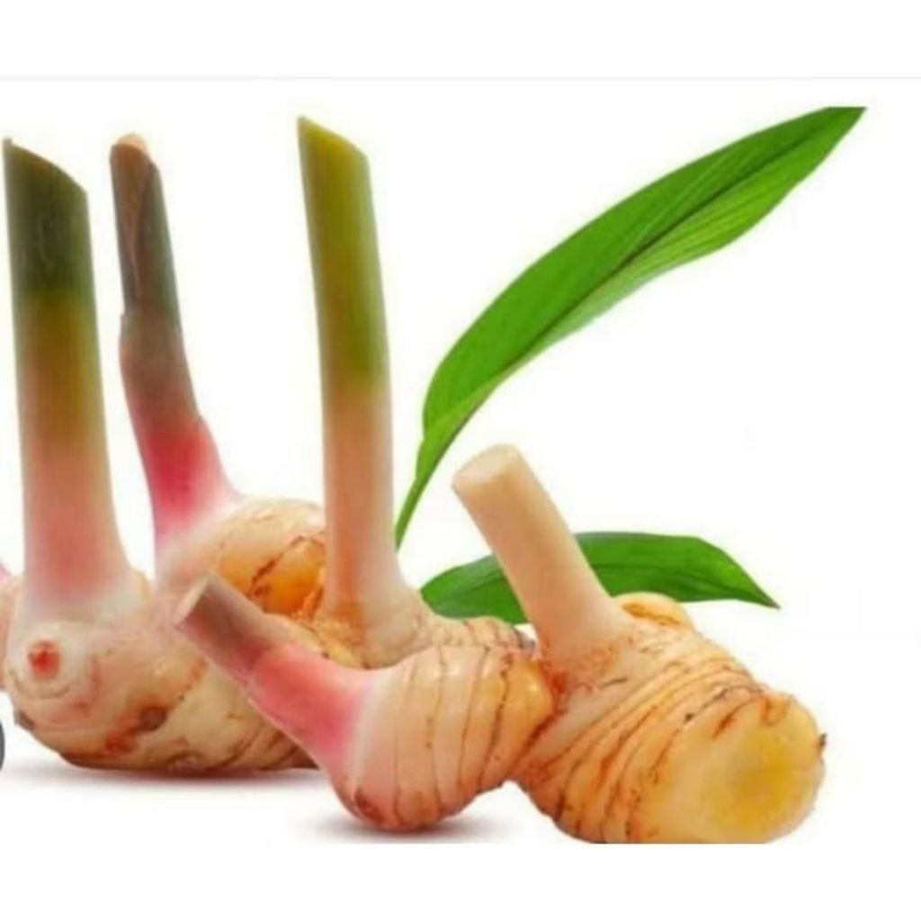 

lengkuas laja merah 1 kg