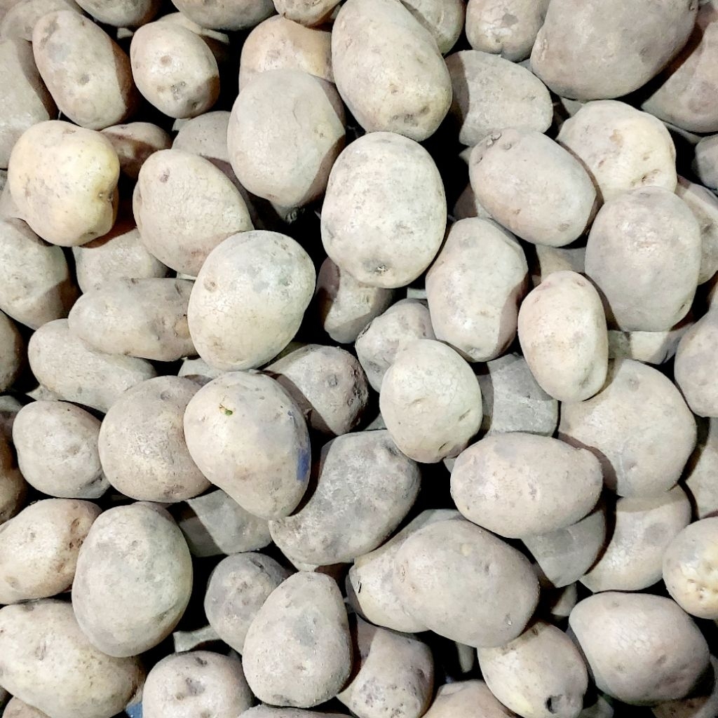 

KENTANG DIENG 500 GRAM / 1KG