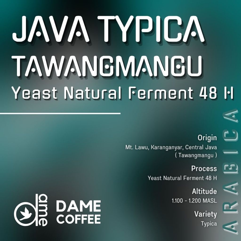 

Arabika Java Typica Tawangmangu - Yeast Natural Ferment 48 H - Greenbean - Kopi Mentah - Dame Coffee