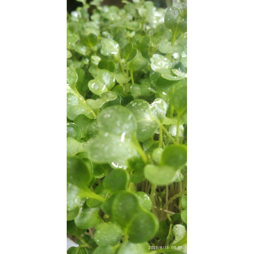 

Broccoli Microgreen 50 gr Siap Makan.
