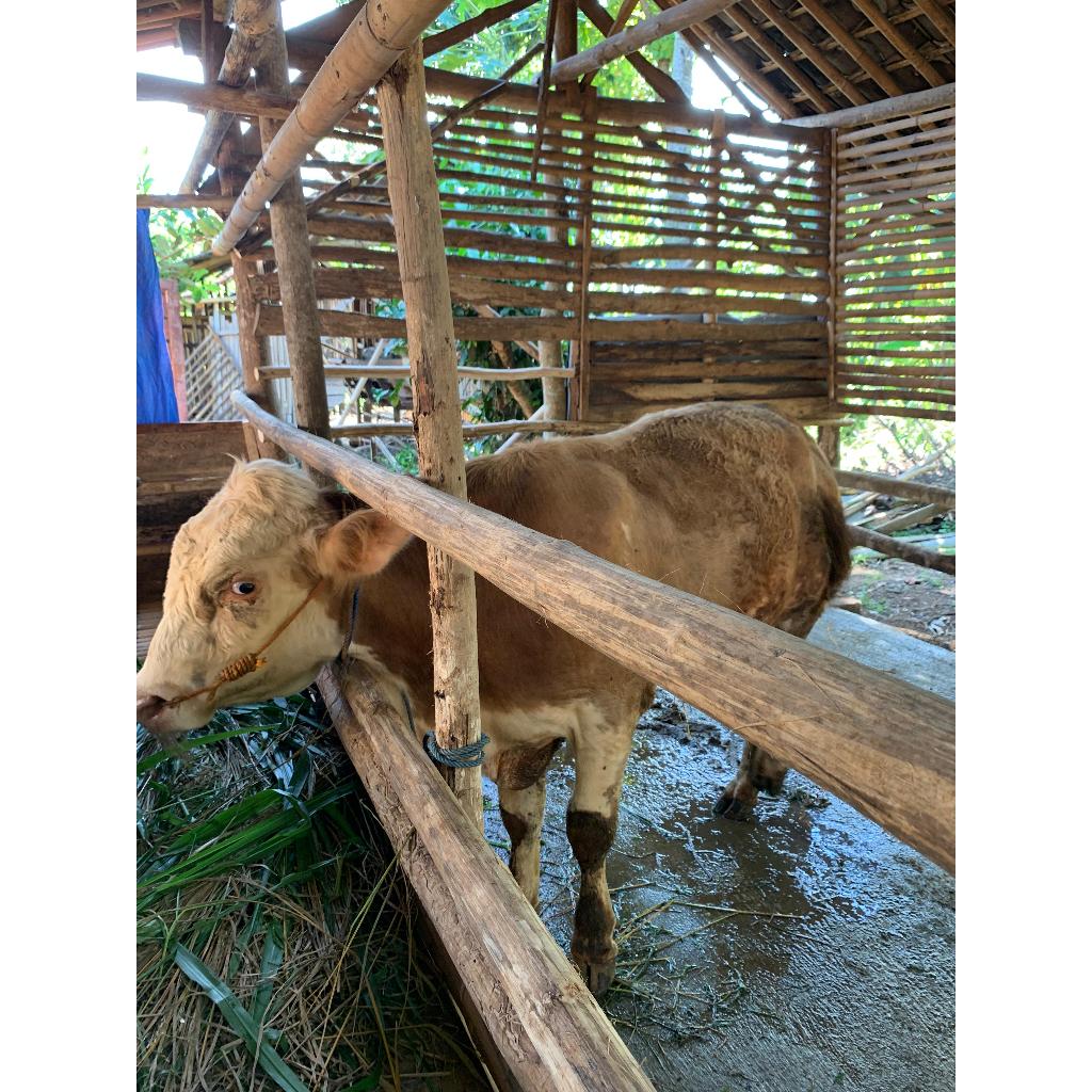 

Sapi Simmental berkualitas no tipu-tipu