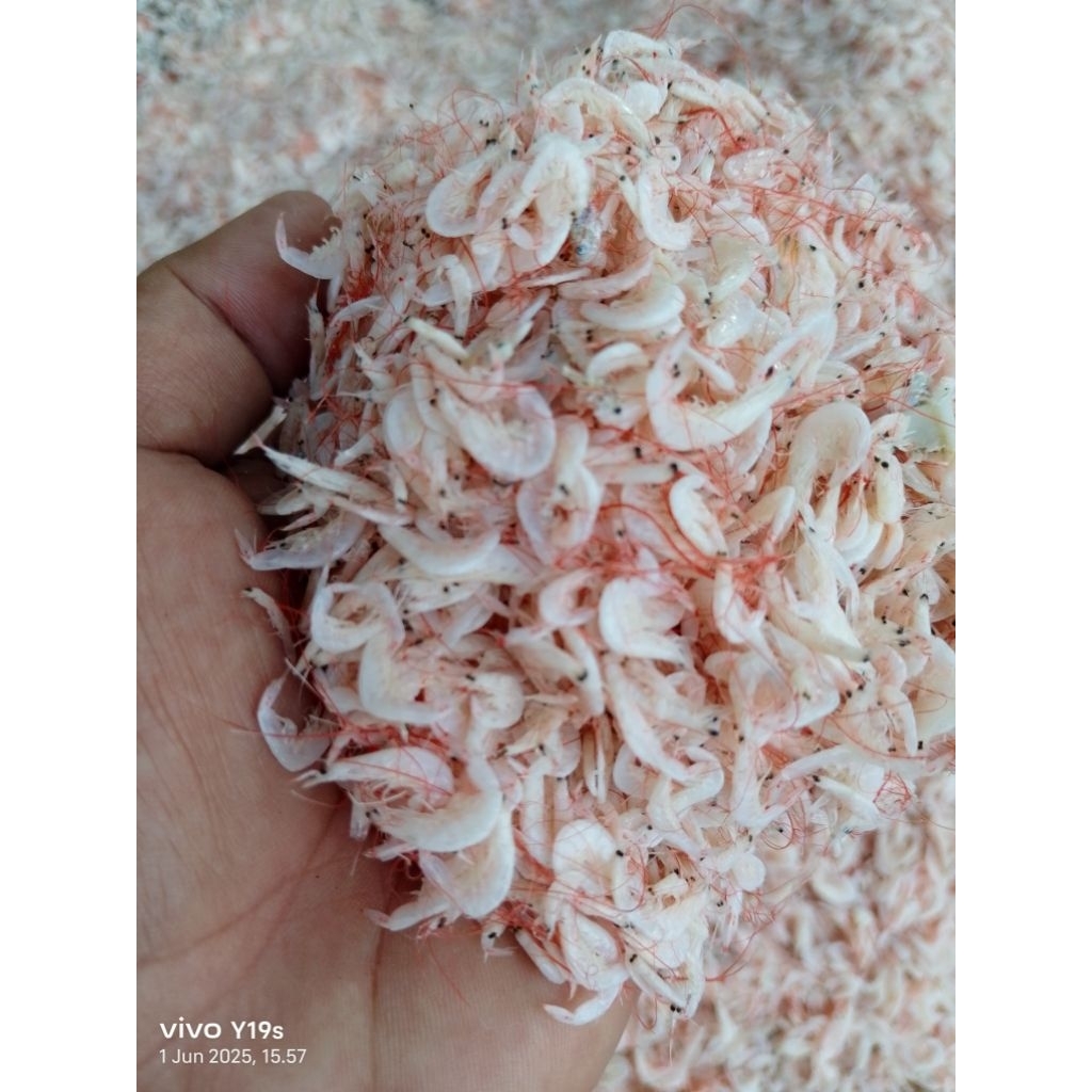 

udang kecepe kering asin