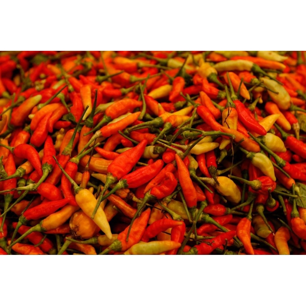 

cabe Rawit merah fresh 250- 500 gram