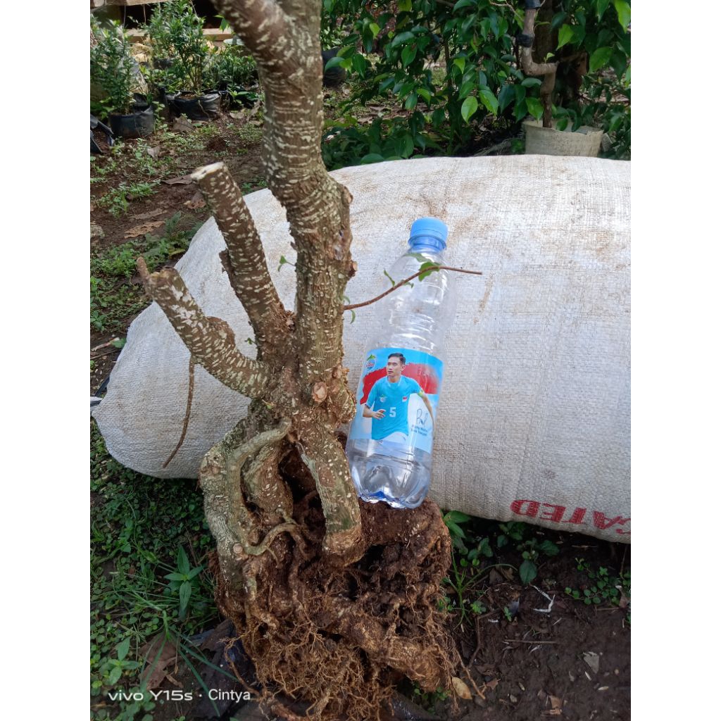 bonggol sakura mikro besar