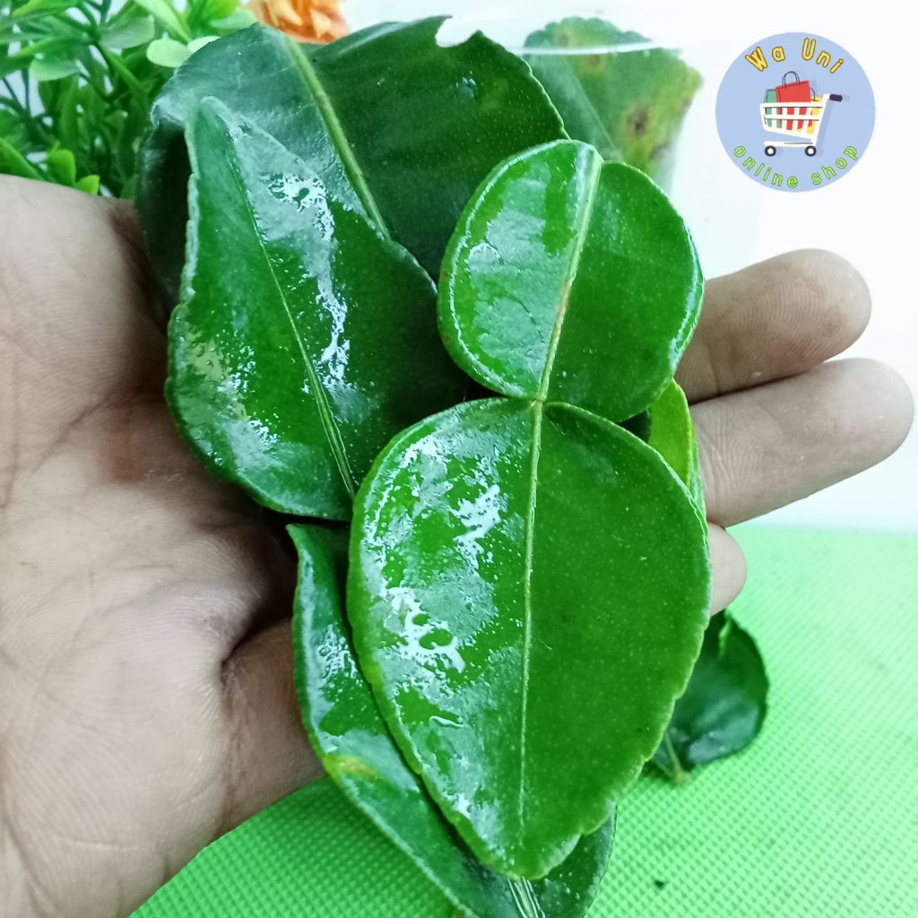 

Daun jeruk segar 25 gram - rempah - herbal - penyedap - bumbu dapur