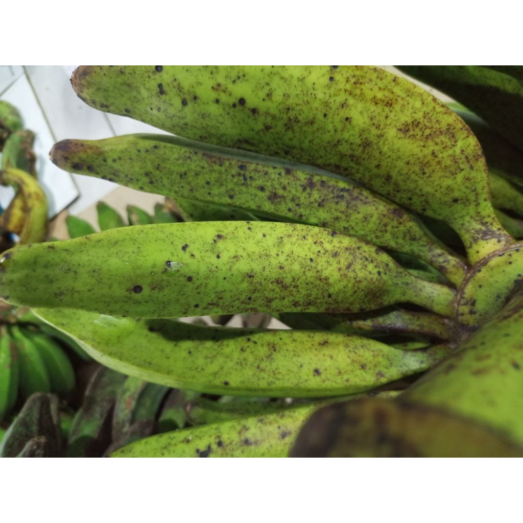 

Pisang Tanduk Kapas 1kg Gratis Ongkir Bisa COD murah