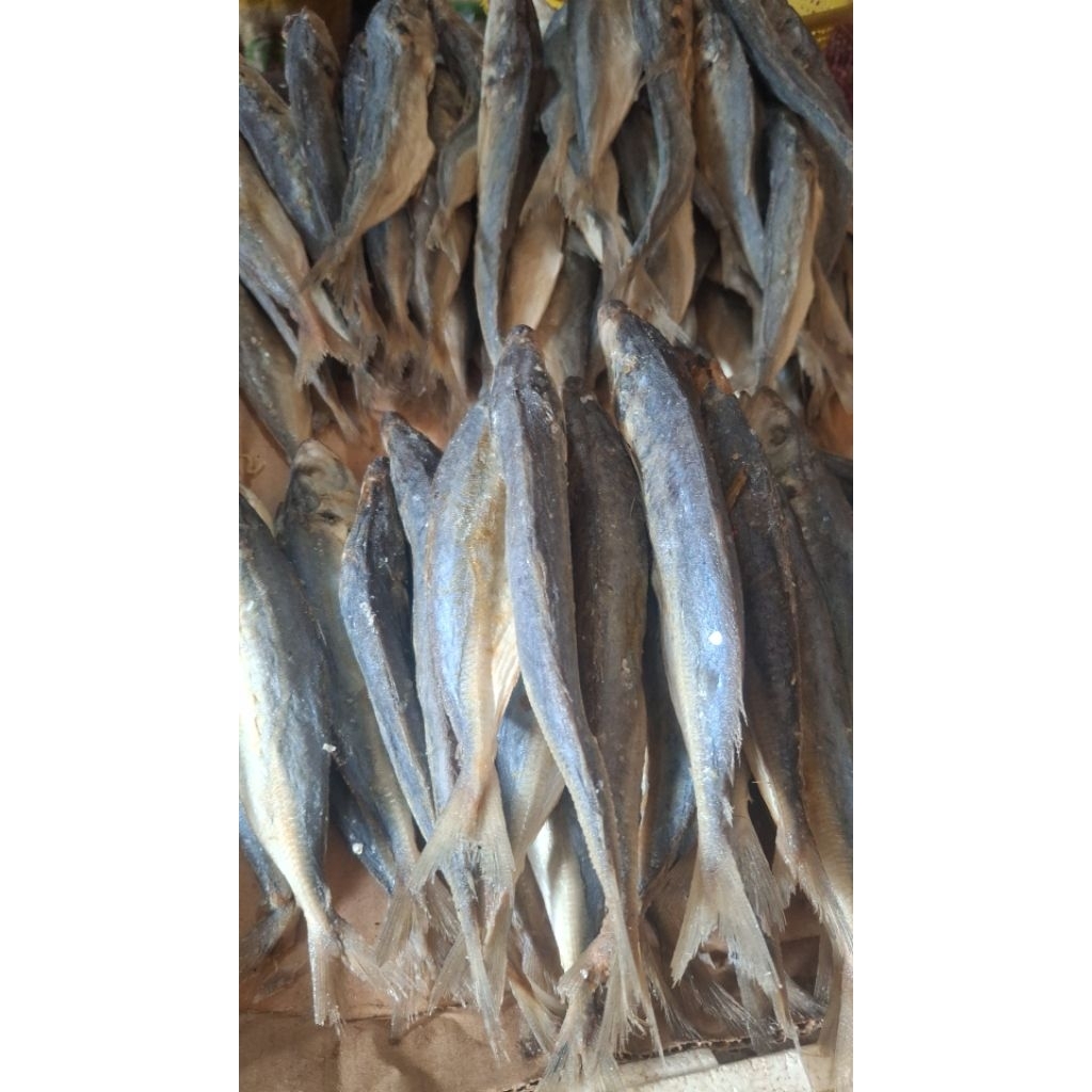 

IKAN ASIN CUI PEDA UTUH KERING CILACAP