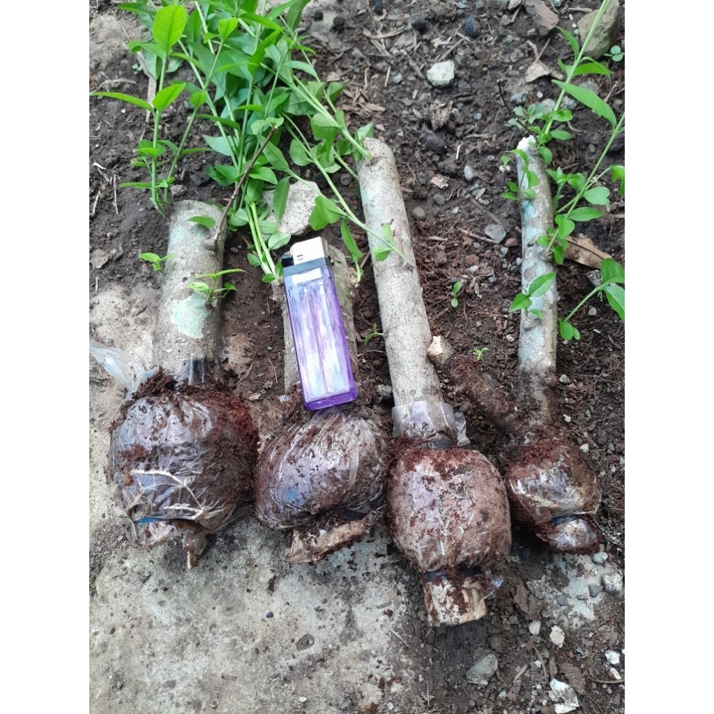 Cangkokan Anting Putri