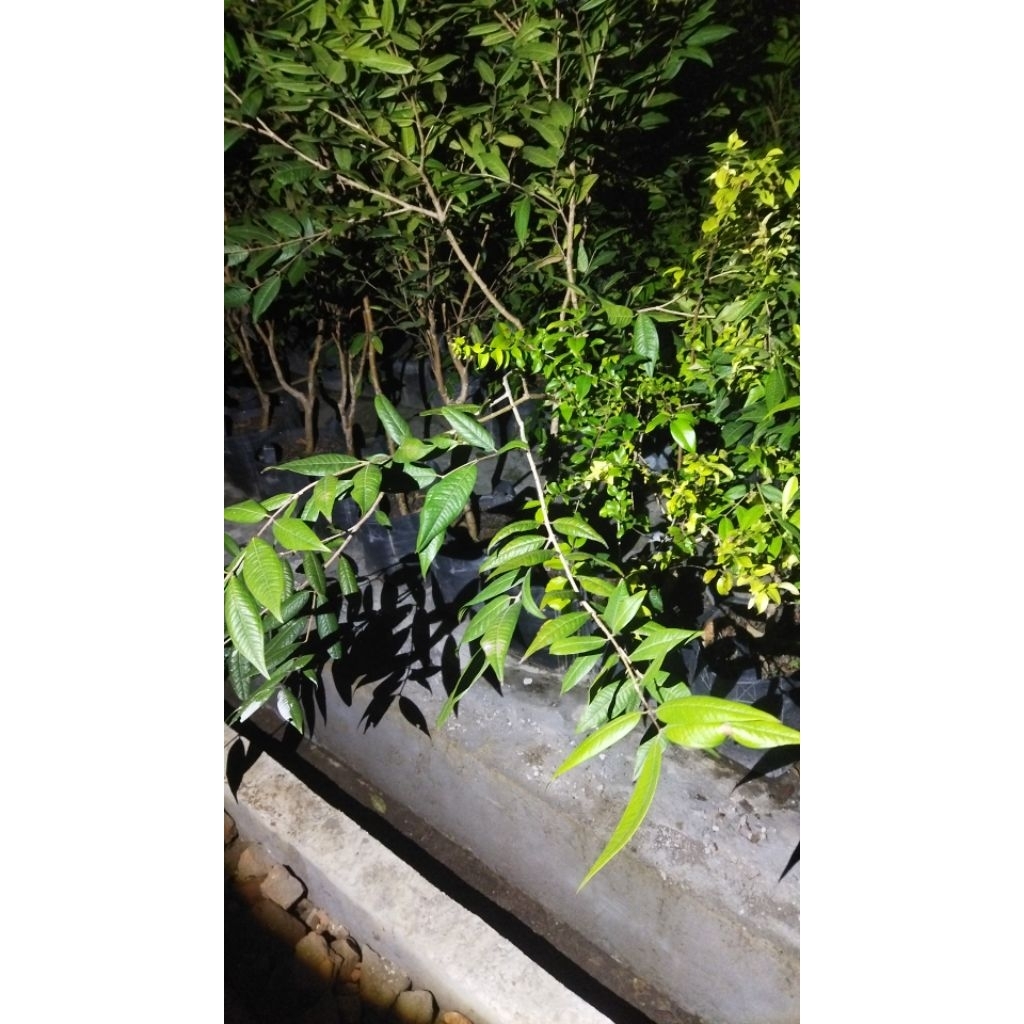 anggur pohon escarlate dan white jabo