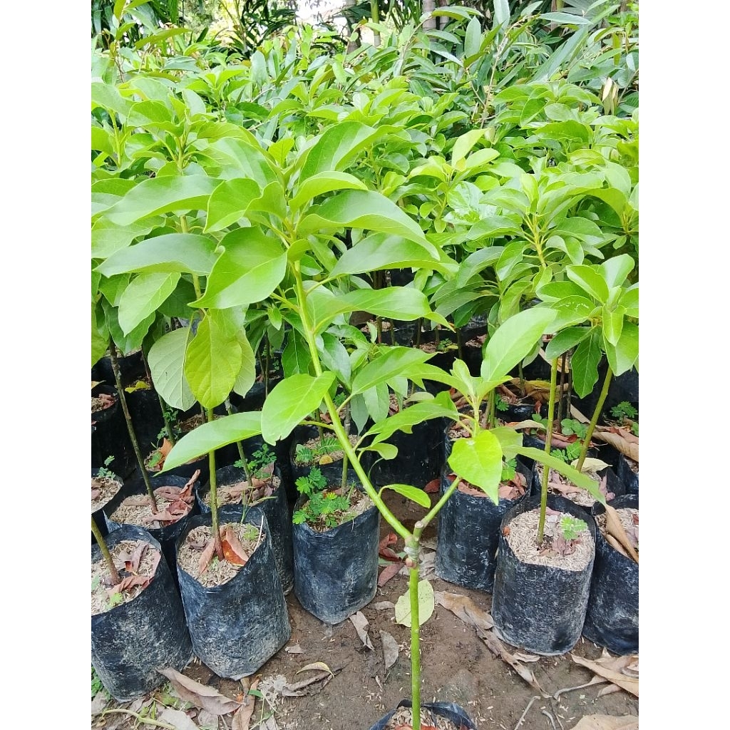 bibit pohon buah alpukat