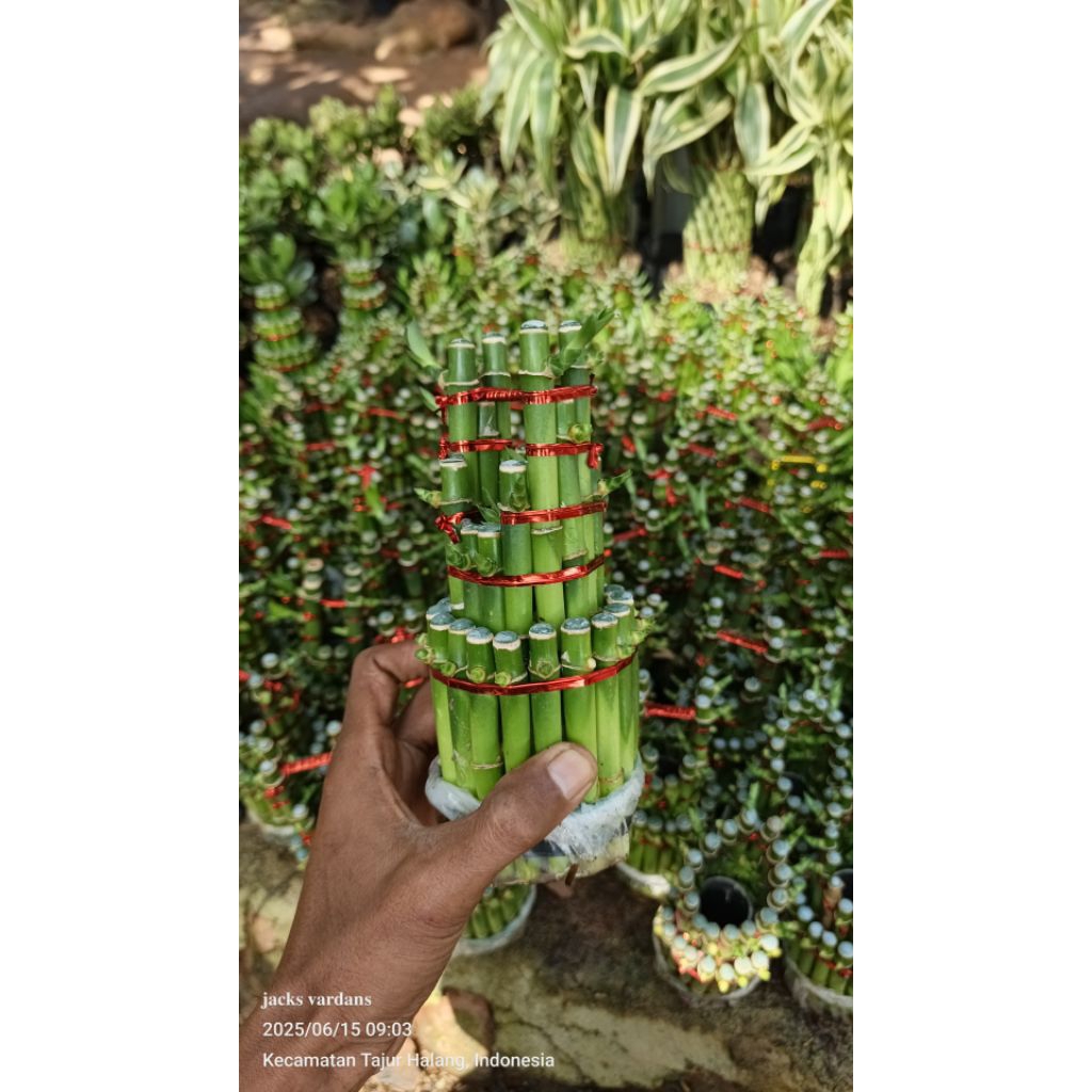 Bambu Hoki lucky bamboo