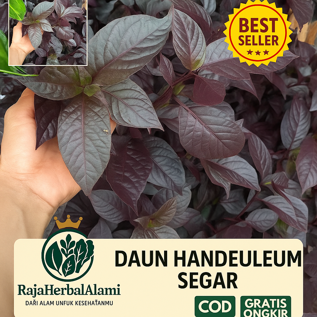

Daun Handeuleum Segar – Herbal Alami untuk Ambeien & Pencernaan Sehat 250Gr